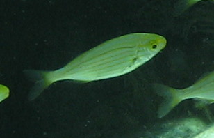 Identificazione salpe e bavosa
